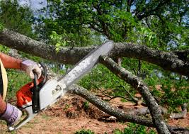 How Our Tree Care Process Works  in  Rolling Hills Estates, CA